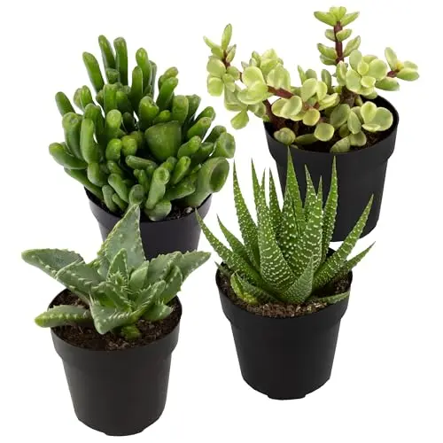 Altman Plants assorted succulent collection in small pots