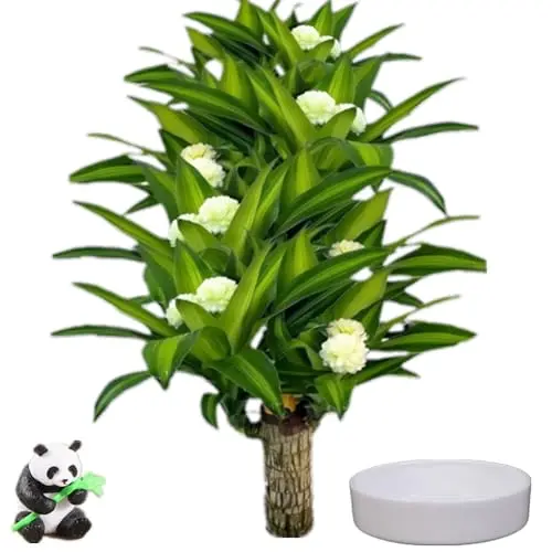 Brazilian lucky wood plant with unique wooden appearance